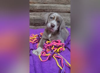 Labrador Aussiedor Welpen aus liebevoller Zucht