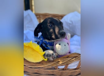 Alex LM - Zuhause gesucht – Neun kleine Hundekinder auf großer Mission