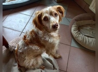 Chilli (ehem. CIELA) muss sich leider noch einmal auf die Suche machen