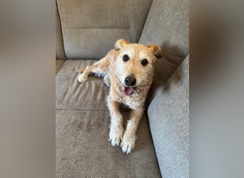 ZARA ❤️ ein süßer Schatz, Pflegefamilie Elsdorf
