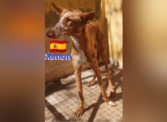 Xenon, geb.08/23, - fröhlicher,sozialer Podenco sucht seine Menschen