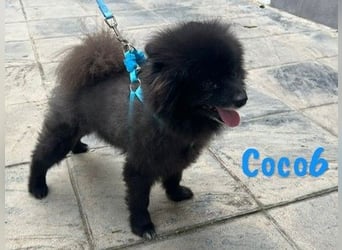 Coco6 09/2019 (in Deutschland) - Pomeranian Zwergspitz Mix sucht verantwortungsvolle Menschen!