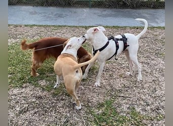 Pai (Spanien) – wunderschöner Dogo Argentino-Bub sehnt sich nach seiner Familie