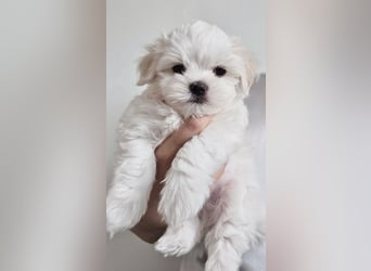 Zauberhafte koreanische Malteserwelpen