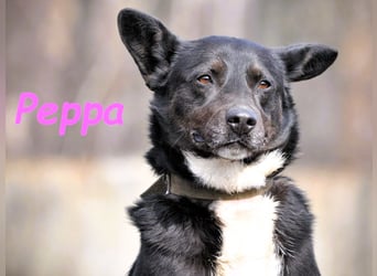 Peppa geb. 11/2022 - verschmuste, gesellige und loyale Hündin!