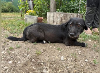 Süße Picurka sucht liebevolles Körbchen!