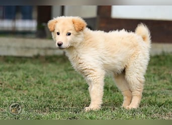 Kimbra, entzückendes junges Hundemädchen sucht ein Zuhause