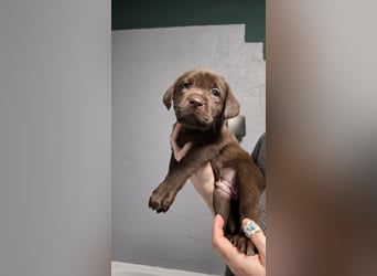 Labradorwelpen suchen ihre neue Familie