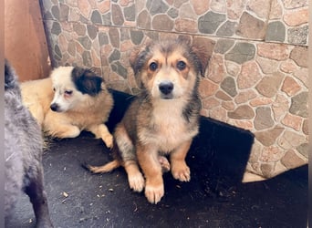 LOTTI sucht ein Zuhause