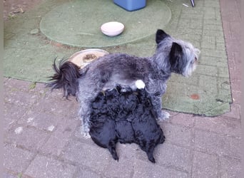 Süsse zaubern Welpen