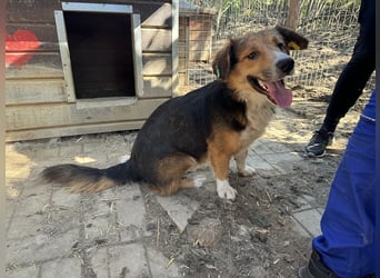 ♥MORITZ♥ wunderschöner kleiner Sonnenschein, der sich unter den großen Hunden behaupten muss 40 cm
