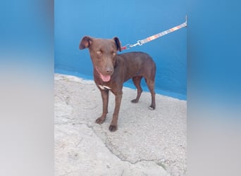 Roma, schüchtern aber lieb