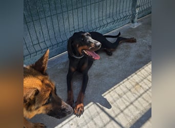 Zarter Odin sucht sein Für-Immer-Zuhause ❤️
