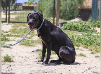 Alma,  Labrador-Mix, lieb und sozial