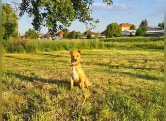Jerry, Mischling