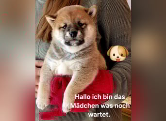 Shiba inu Welpen.   vom Haus Joe   ,Liebhaberzucht