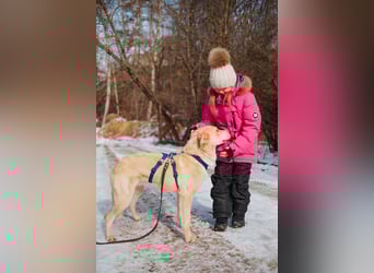 Labrador-Mix Mozart sucht Familie