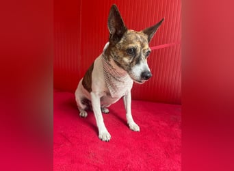 Trüffy, Foxterrier-Mix, Rüde, geb. am 26.09.2018, 30 cm, 9 kg