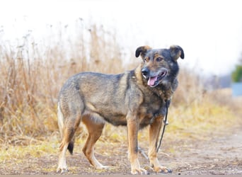 Fröhliche und verschmuste Hündin Lucy❤️sucht Pflege- oder Endstelle