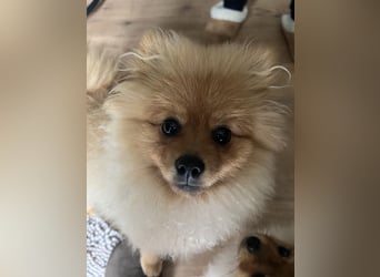 Zuckersüße Pomerania / zwergspitz Welpen