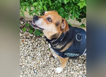Malika, Schäferhund-Mix, lieb und sozial