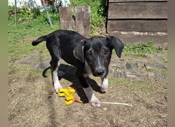 Auguste sucht Traumzuhause!