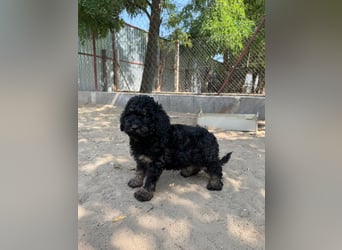 Max - der kleine Sonnenschein ❤️