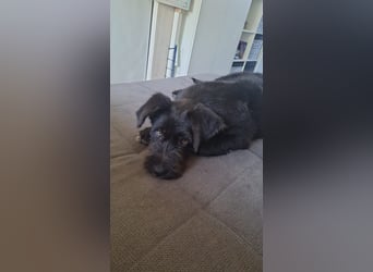 Zauberhafte Eléa sucht ihr Für-Immer-Zuhause