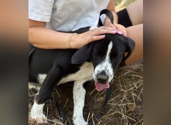 BALU - Fröhlicher Junghund sucht aktive Familie!