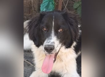 Nilo : “ Wann geht’s los mit dem Familienhundedasein?“
