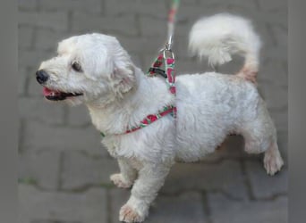MARVIN, Malteser Mix