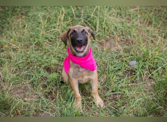 Chip 245967: Hundekind sucht ein Zuhause