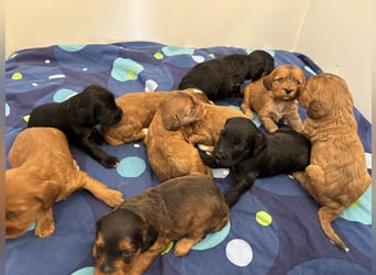 2 Zauberhafte Cockapoo Welpen Rüden  mit Ahnentafel