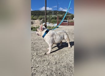Sultan, unser Knutschgesicht