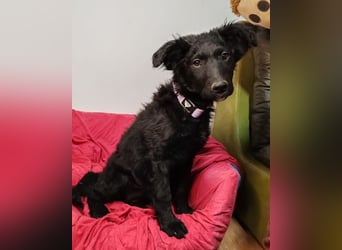 Bruna ❤️ sucht ihre Familie zum Schmusen