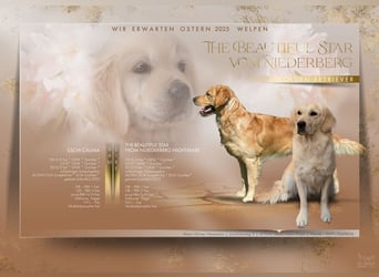 Liebenswerte Golden Retriever Hündin *Welpe* sucht noch eine liebevolle Familie