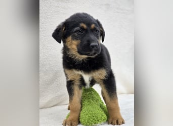 Nico, einer von 7 Welpen der die Welt erkunden möchte