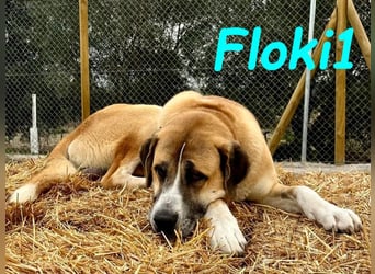 Floki1 10/2023 (ESP) - ausgeglichener, großer Mastín Español sucht Rassefans!