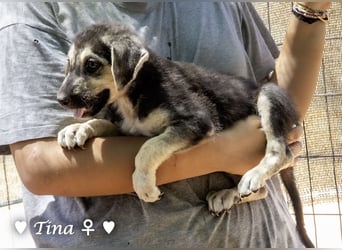 Teddy und seine Geschwister suchen ab September ein Zuhause