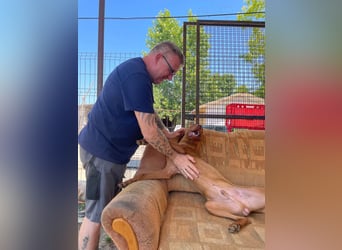 Levante sucht Vizsla Liebhaber