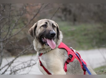 Nala – Sanfte Hündin mit großem Herz, sucht ein liebevolles Zuhause!