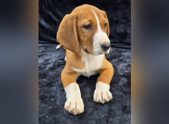 Vincent – Ein kleiner Charmeur mit großer Abenteuerlust sucht sein Zuhause