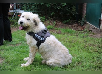 Charlie ist ein absolut liebenswerter rumänischer Schäferhund