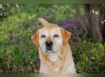 Sam - treuer Labrador-Mix sucht neues Glück! Zuhause oder Pflegestelle zum 24.05.2025 gesucht!
