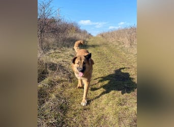 Grizzly sucht noch sein Zuhause