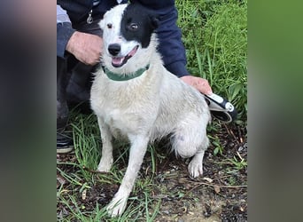 MONOKEL ca. 1 J. Border Colliemixhündin sucht Liebe