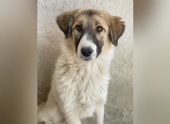 Renfri, geb. ca. 05/2024, lebt in GRIECHENLAND, im städt. Tierheim Serres