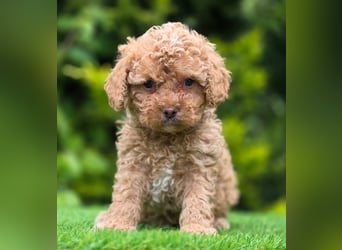 Cavapoo welpen