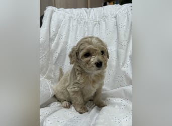 Maltipoo Welpe (Malteser+Pudel)