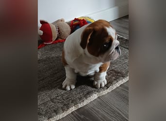 Englische Bulldogge  Welpen